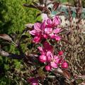 Rotfleischiger Apfel Redlove� Jedermann's, Malus domestica