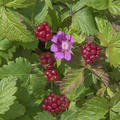 Allackerbeere 'Marika', Rubus arcticus