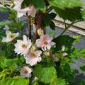 Brombeere, Zierbrombeere, rosa Bl�ten, doppelte Bl�te