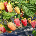Himbeere, Rubus idaeus, Selektion 7090-096, Z�chtung, quer