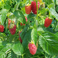 Himbeere, Rubus idaeus, Selektion 7091-071, Z�chtung; Schlaraffia, quer