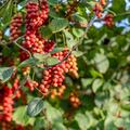 Schisandra chinensis Eastern Prince