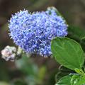Kriechende S�ckelblume, Kriechender Kalifornischer Flieder (Ceanothus thyrsiflorus repens)