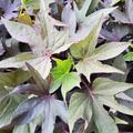 Zier-S�sskartoffel, Sugabeauty� 'Little Lady Fingerleaf'�, Ipomoea batatas