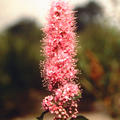 Kolbenspiere 'Triumphans' (Spiraea billardii)