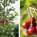 S�ulenkirsche, Prunus cerasus 'Hong Kong'