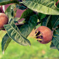 Mispel Boom & Vrucht, Mespilus germanica korr