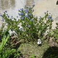 S�ckelblume 'Victoria', Ceanothus impressus 'Victoria'