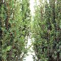 S�ulen-Wacholder 'Sentinel' s�ulenf�rmiger Wuchs