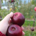 fast schwarze �pfel