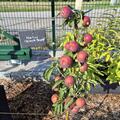 S�ulenapfel Malini� Black Beauty, Malus domestica
