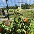 S�ulenapfel Malini� Greenlight�, Malus domestica