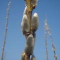 Korbweide, Hanfweide (Salix viminalis)