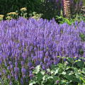 Salvia nemorosa 'Blauh�gel'