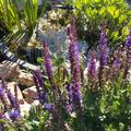 Salvia nemorosa 'Ostfriesland', Salvia nemorosa 'Ostfriesland'