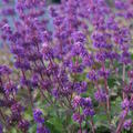 Salvia verticillata 'Purple Rain'