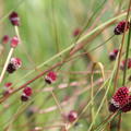 Sanguisorba officinalis 'Red Thunder'