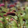 Sanguisorba menziesii