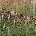 Sanguisorba officinalis 'Tanna'