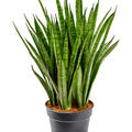 Sansevieria kirkii, Tuff, im 19cm Topf, H�he 65cm, Breite 25cm