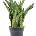 Sansevieria masoniana 'Dragon', Tuff, im 30cm Topf, H�he 90cm, Breite 50cm