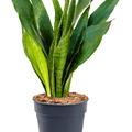 Sansevieria trifasciata 'Jade', Tuff, im 21cm Topf, H�he 70cm, Breite 35cm