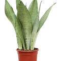 Sansevieria trifasciata 'Moonshine', Tuff, im 17cm Topf, H�he 60cm, Breite 20cm