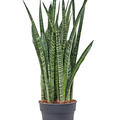 Sansevieria zeylanica 'Narrow', Tuff, im 17cm Topf, H�he 55cm, Breite 25cm