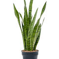 Sansevieria zeylanica, Tuff, im 19cm Topf, H�he 80cm, Breite 25cm