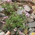 Saponaria ocymoides, Saponaria ocymoides