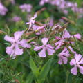 Saponaria Max Frei