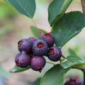 Saskatoon Beere 'Saskablue'� (Amelanchier alnifolia 'Saskablue'�)