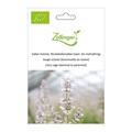 Salbei (Salvia), Muskatellersalbei (zwei- bis mehrj�hrig)