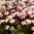 Saxifraga x arendsii 'Pixie'