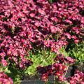 Saxifraga x arendsii 'Harder Zwerg' 