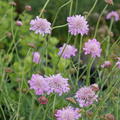 Scabiosa columbaria Pink Mist, Scabiosen, Geissblattgew�chs