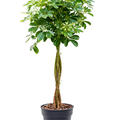 Schefflera arboricola 'Nora', Stamm geflochten, im 27cm Topf, H�he 125cm, Breite 60cm