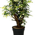 Schefflera arboricola 'Trinette', Verzweigt, im 30cm Topf, H�he 110cm, Breite 65cm