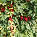 Schisandra chinensis WuWeiZi 'TakeFive'