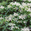 Schizophragma integrifolium, Kletterhortensie, Weisse Spalthortensie
