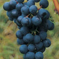 Blaue Traube