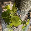 Schlaraffentraube Rose Dream (kernlos), Vitis vinifera