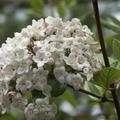 Viburnum x burkwoodii Bl�te