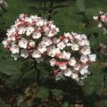 Duft-Schneeball 'Aurora' Bl�te