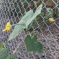 Schwammgurke (Luffa), Luffa aegyptiaca