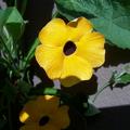 Schwarz�ugige Susanne, Thunbergia alata 