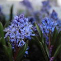 Zweibl�ttriger Blaustern