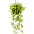 Scindapsus (Epipremnum) 'Golden Pothos', Ranker, im 28cm Topf, H�he 90cm, Breite 40cm