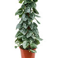 Scindapsus pictus 'Silvery Ann', Moosstab 60, im 17cm Topf, H�he 60cm, Breite 20cm
