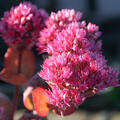 Sedum telephium 'Thunderhead' (S)